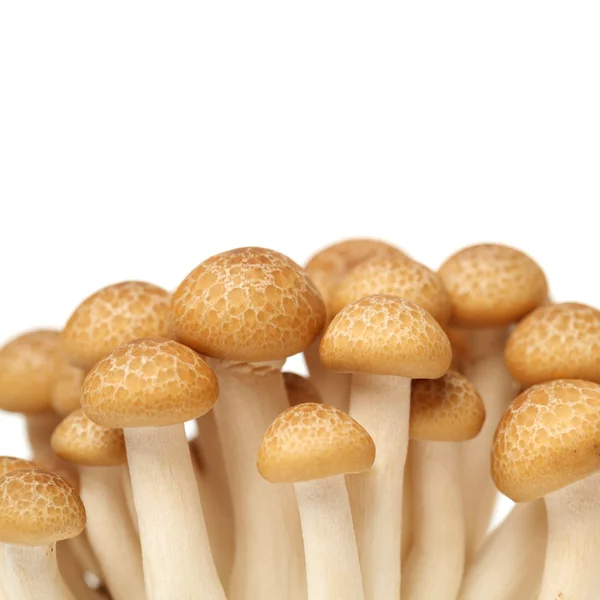 Raw beech mushrooms — Stock Photo, Image