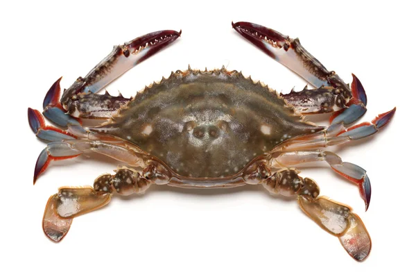 Simmare krabba — Stockfoto