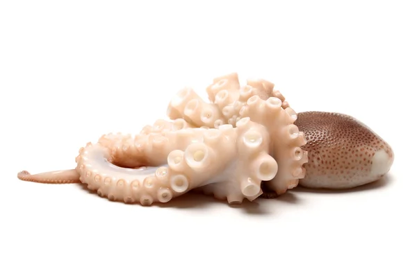 Celá chobotnice — Stock fotografie