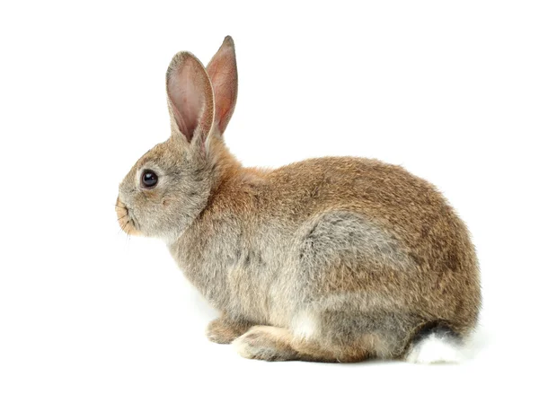 Gray rabbit — Stock Photo, Image