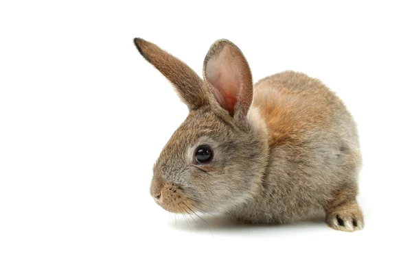 Gray rabbit — Stock Photo, Image