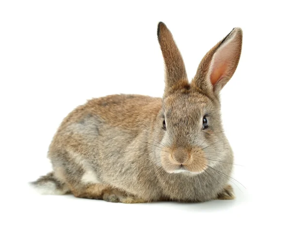 Серый кролик — стоковое фото