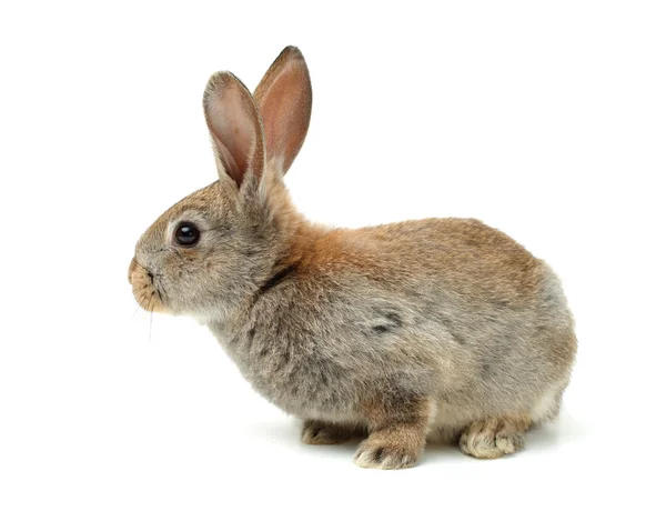 Gray rabbit — Stock Photo, Image