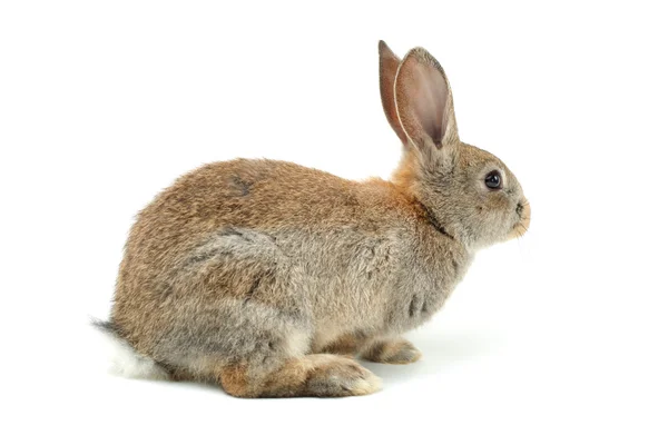 Gray rabbit — Stock Photo, Image