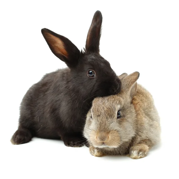 Sevimli tavşanlar — Stok fotoğraf
