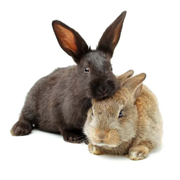 Cute rabbits — Stock Photo, Image