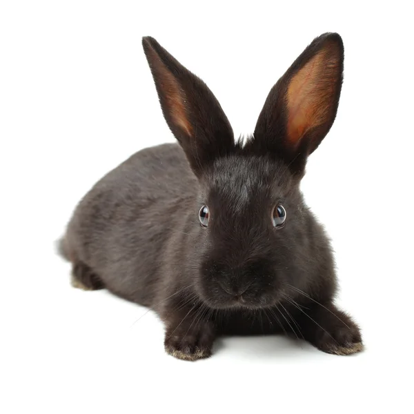毛茸茸的兔子 — 图库照片