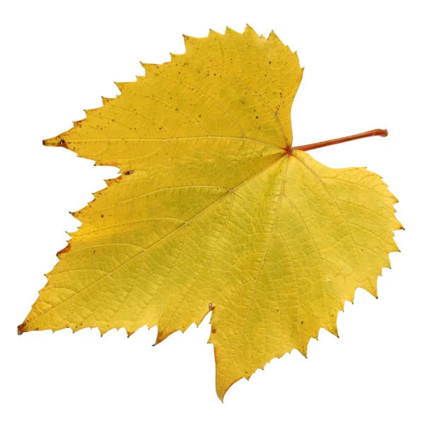 Grape leaf — Stock Photo, Image