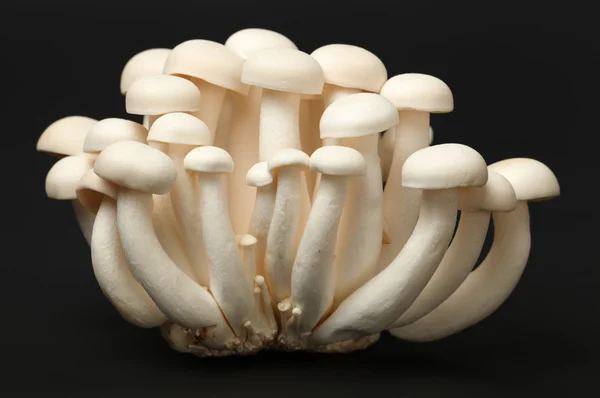 Funghi commestibili — Foto Stock