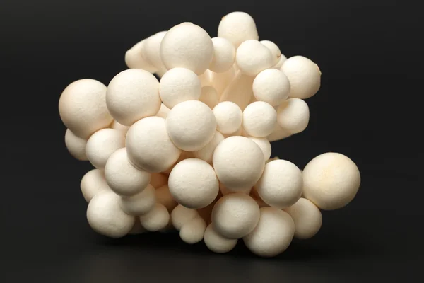 Czapki grzyby shimeji — Zdjęcie stockowe
