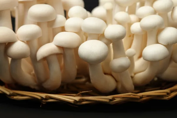 Delicate Shimeji mushrooms — Stock Photo, Image