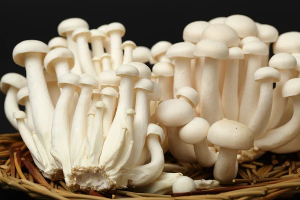 Mazzi di funghi — Foto Stock