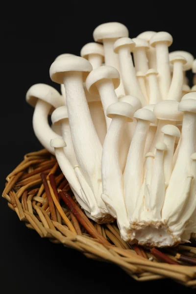 Japanese mushrooms — Stock Photo, Image