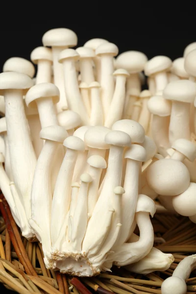 Taça trançada de cogumelos — Fotografia de Stock
