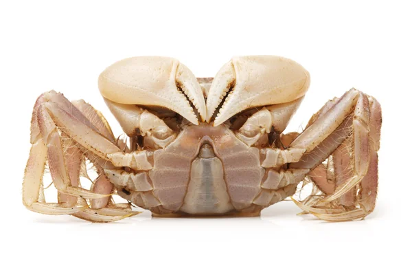 Small crab — Stock Photo, Image