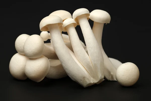 Una manciata di funghi — Foto Stock