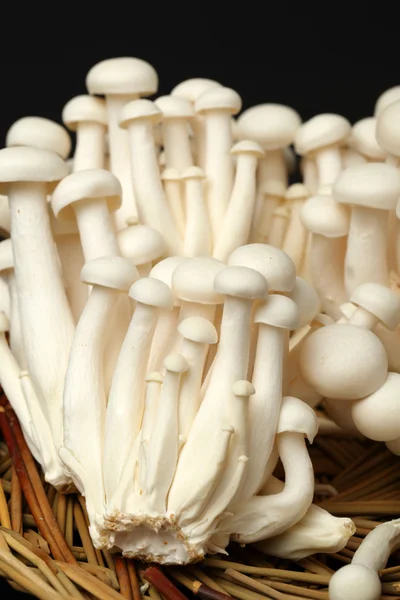 Fresh shimeji mushrooms — Stock Photo, Image