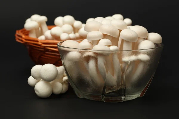 Bílá shimeji houby — Stock fotografie