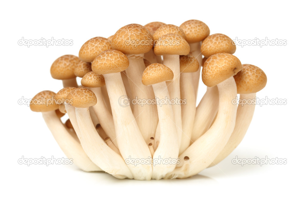Bunch of raw mushrooms