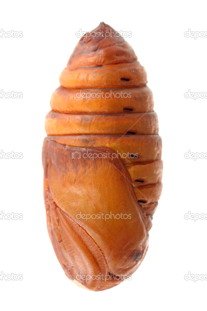 Brown chrysalis silkworm