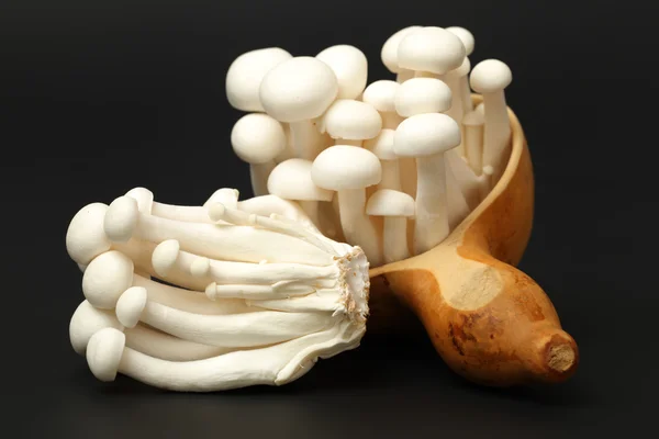 White mushrooms — Stock Photo, Image