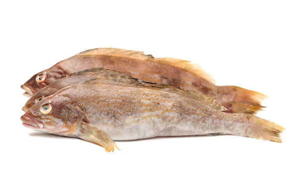 Friske fisk - Stock-foto