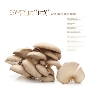 çiğ istiridye mantar