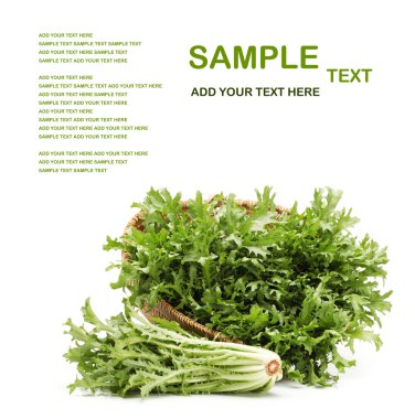taze sonchus