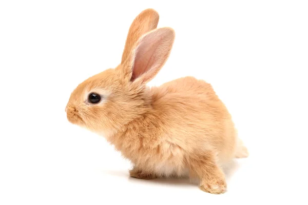 Ребенок кролика — стоковое фото
