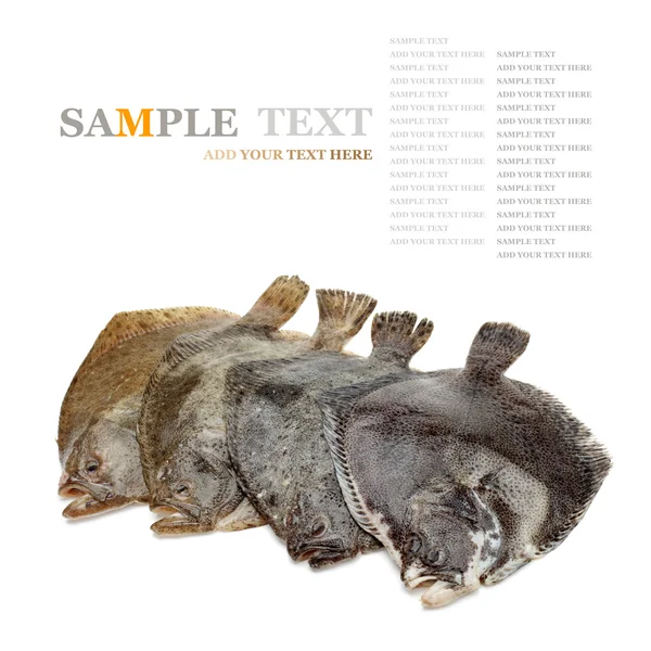 Group of turbot fishes — Stock Photo, Image