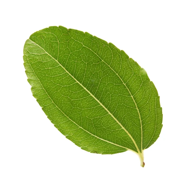 Jujube leaf — Stock Photo, Image