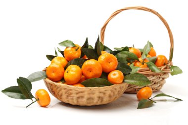 sulu mandalina