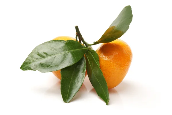 Mandarinas suculentas — Fotografia de Stock