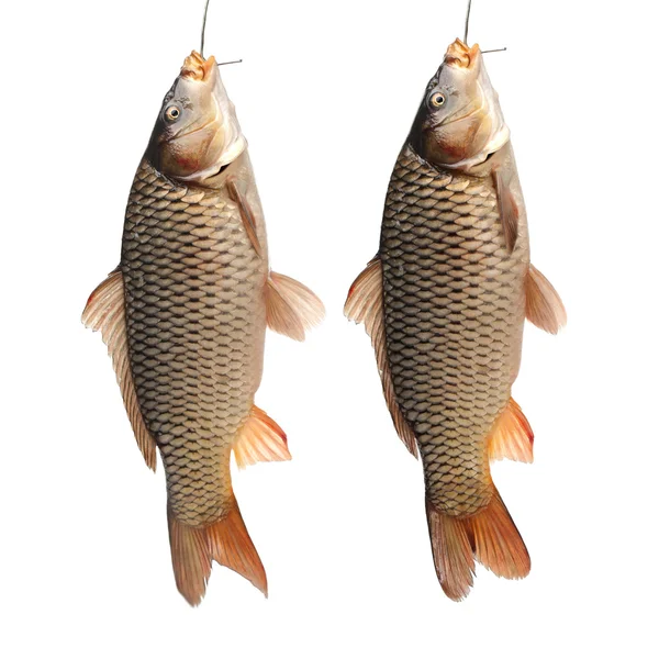 Raw fish — Stock Image Raw fish Stock Photo