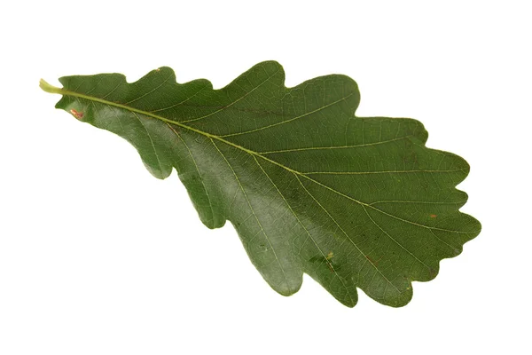 Oak leaf — Stock Photo, Image