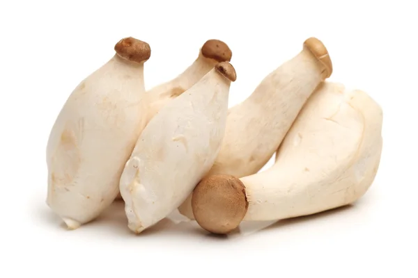 King Oyster Mushrooms — Stock Photo, Image