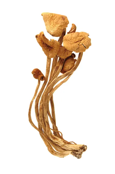 Dried oriental willow mushrooms — Stock Photo, Image