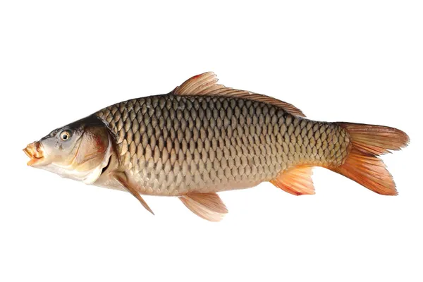 Raw fish carp — Stock Image Raw fish carp Stock Photo