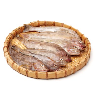 Deniz catfishes plaka