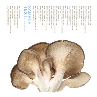 İstiridye mantarı.