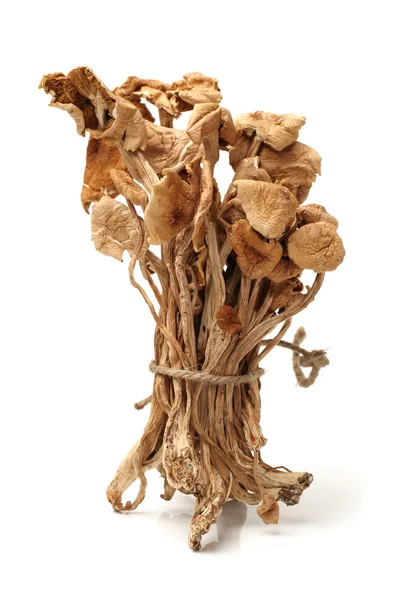 Willow mushrooms — Stock Photo, Image