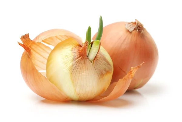 Gold onion — Stock Photo, Image