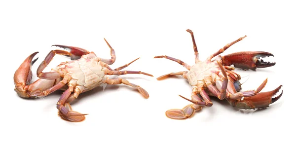 Crabes de mer — Photo