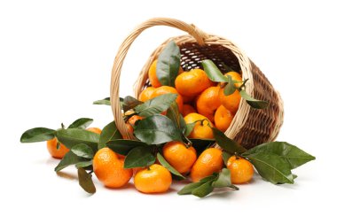 Juicy tangerines clipart