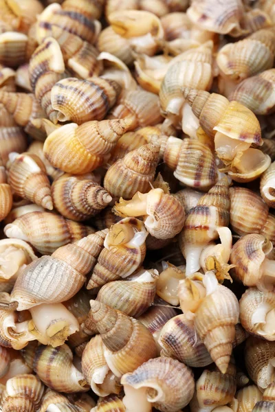 Whelks. — Foto de Stock