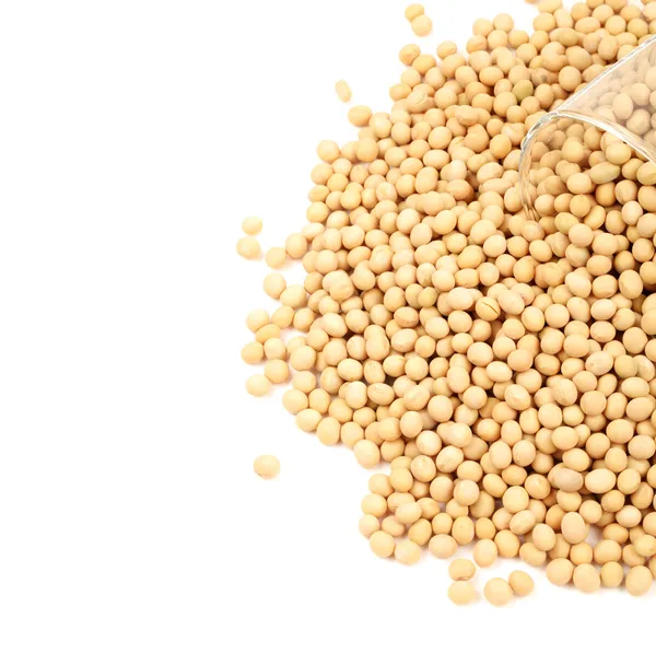 Altın soya fasulyesi