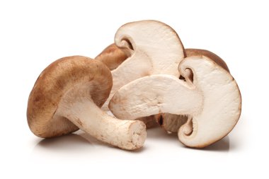 shiitake mantarları