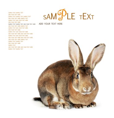 bruin bunnykahverengi tavşan