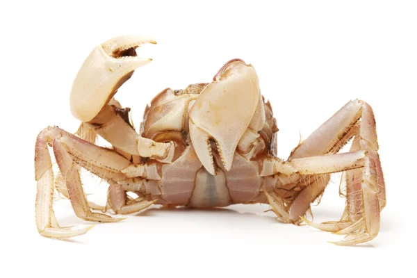 Liten krabba — Stockfoto