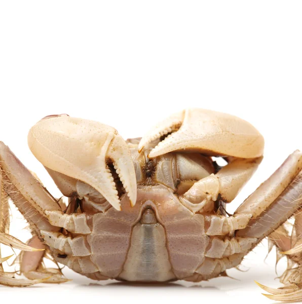 Petit crabe — Photo
